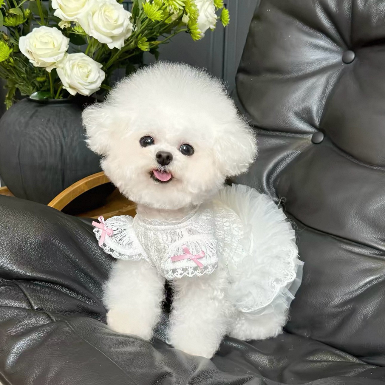 ชุดเดรสสไตล์เจ้าหญิงสำหรับสัตว - Lace Teddy Lingerie บทวิจารณ์และราคา