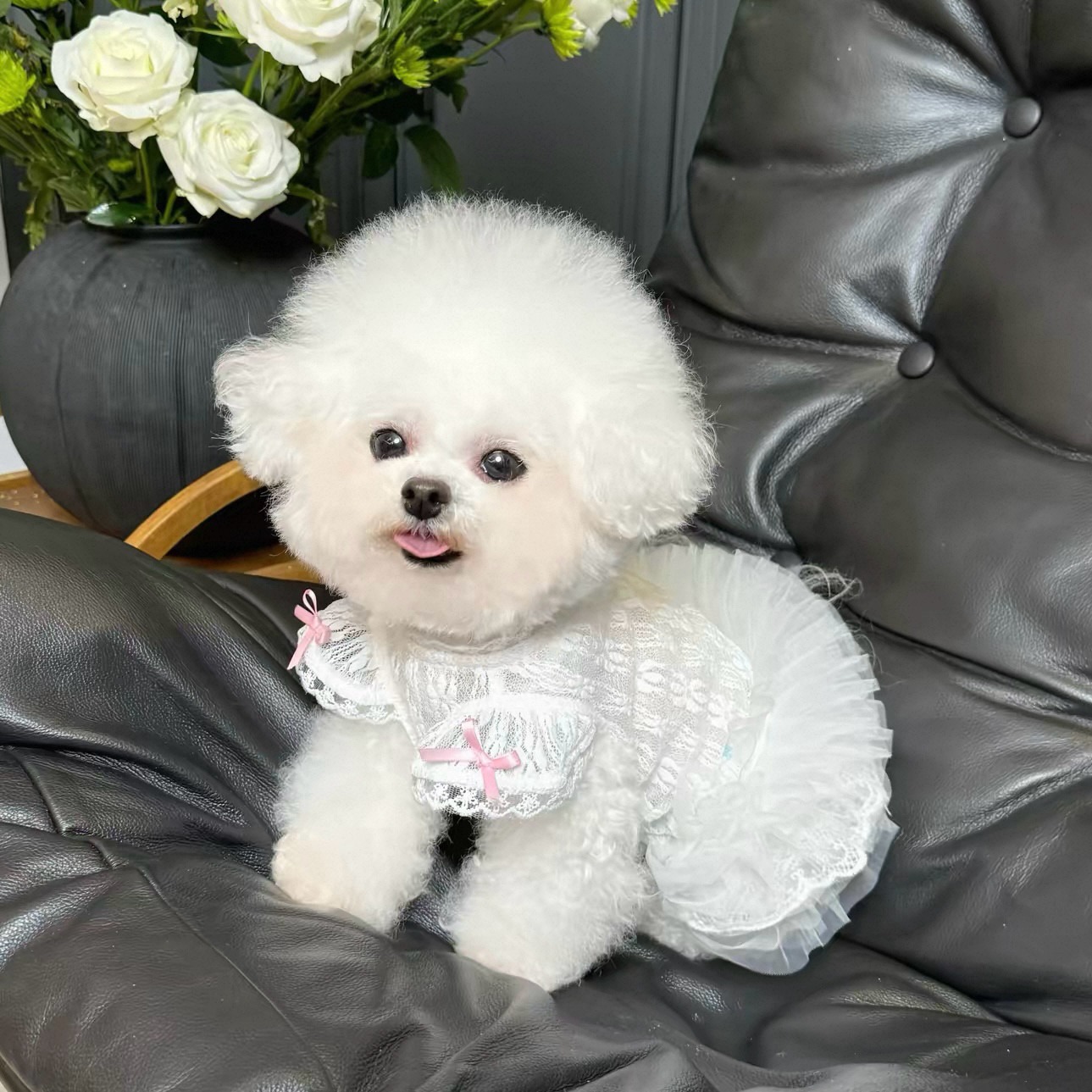ชุดเดรสสไตล์เจ้าหญิงสำหรับสัตว - Lace Teddy Lingerie บทวิจารณ์และราคา